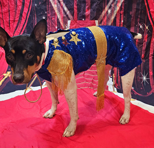 -  Chappell Roan pet costume, Chappell Roan sequin dog costume