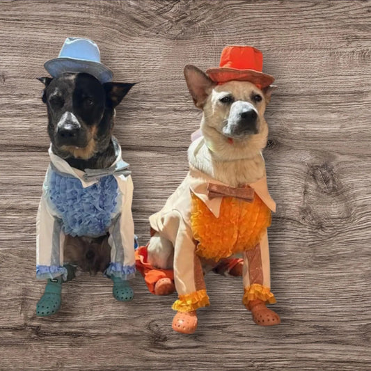 - Dumb and Dumber pet suits, Harry and Llyod pet costume, dumb and dumber glitter dog costume, dumb and dumber cat costume, pet suit