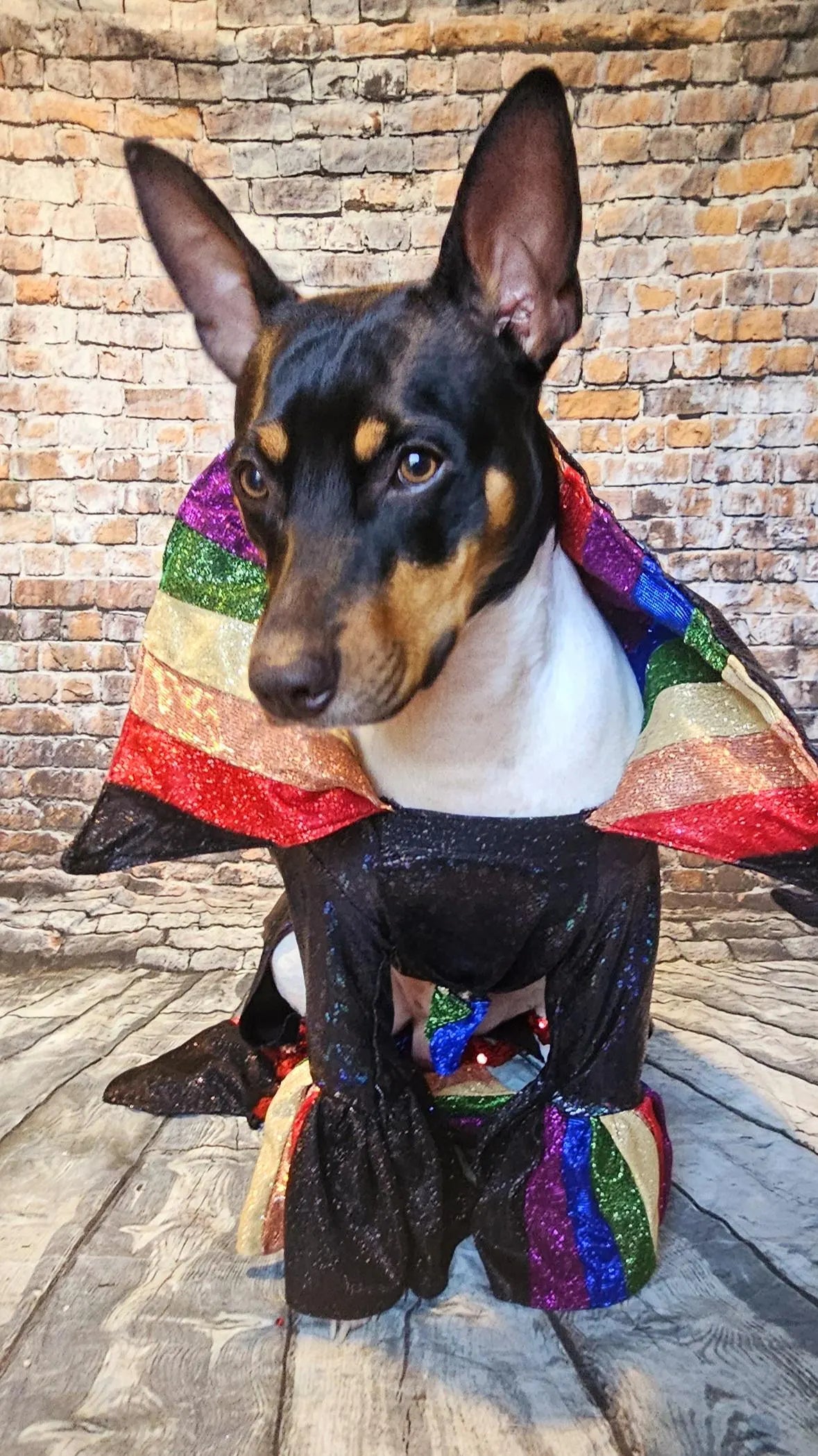 Glitter rainbow pride pet body suit, rainbow pet body suit, gay pride pet body suit, pride dog body suit, pride cat body suit, pride pet clothes