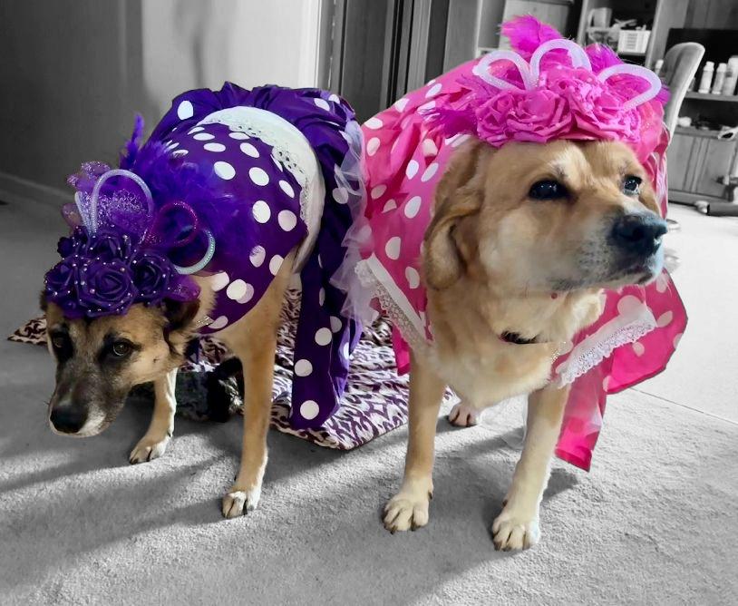 Polka dot pet dress, Kentucky derby pet dress and hat, Kentucky derby dog dress and hat, derby pet polka dot costume, polka dot cat dress