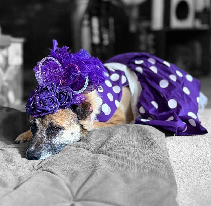 Polka dot pet dress, Kentucky derby pet dress and hat, Kentucky derby dog dress and hat, derby pet polka dot costume, polka dot cat dress