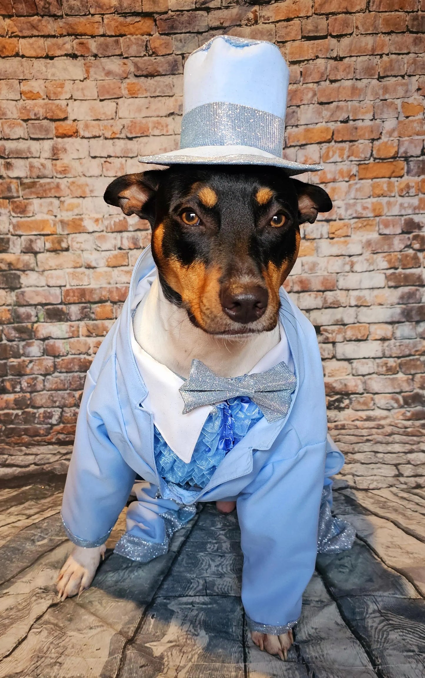 - Dumb and Dumber pet suits, Harry and Llyod pet costume, dumb and dumber glitter dog costume, dumb and dumber cat costume, pet suit