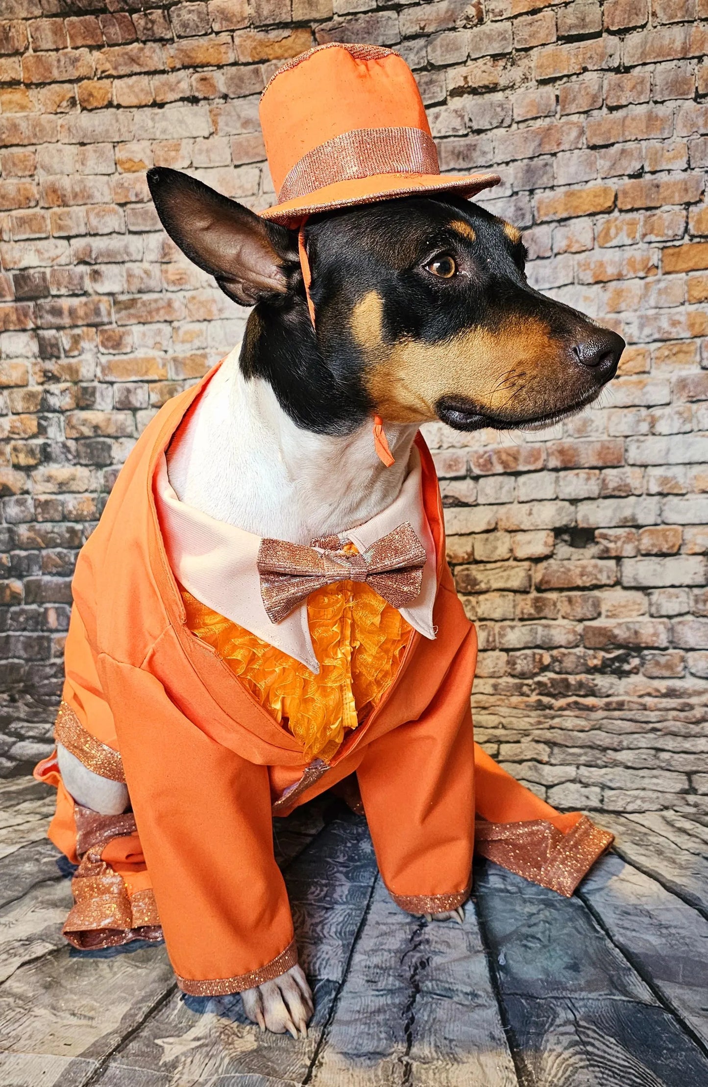 - Dumb and Dumber pet suits, Harry and Llyod pet costume, dumb and dumber glitter dog costume, dumb and dumber cat costume, pet suit
