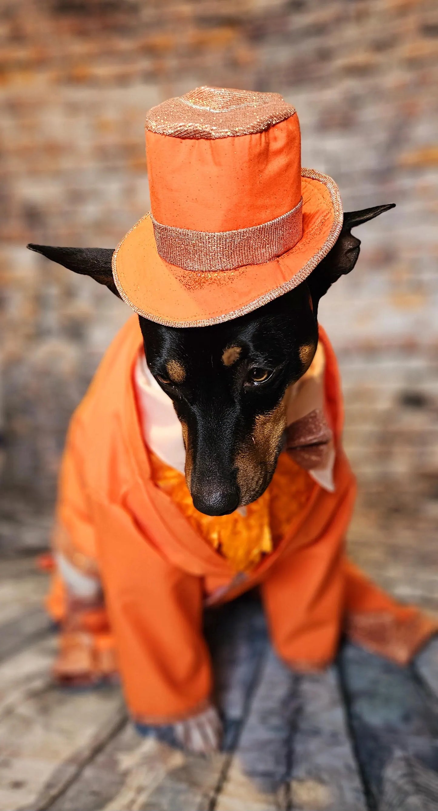 - Dumb and Dumber pet suits, Harry and Llyod pet costume, dumb and dumber glitter dog costume, dumb and dumber cat costume, pet suit