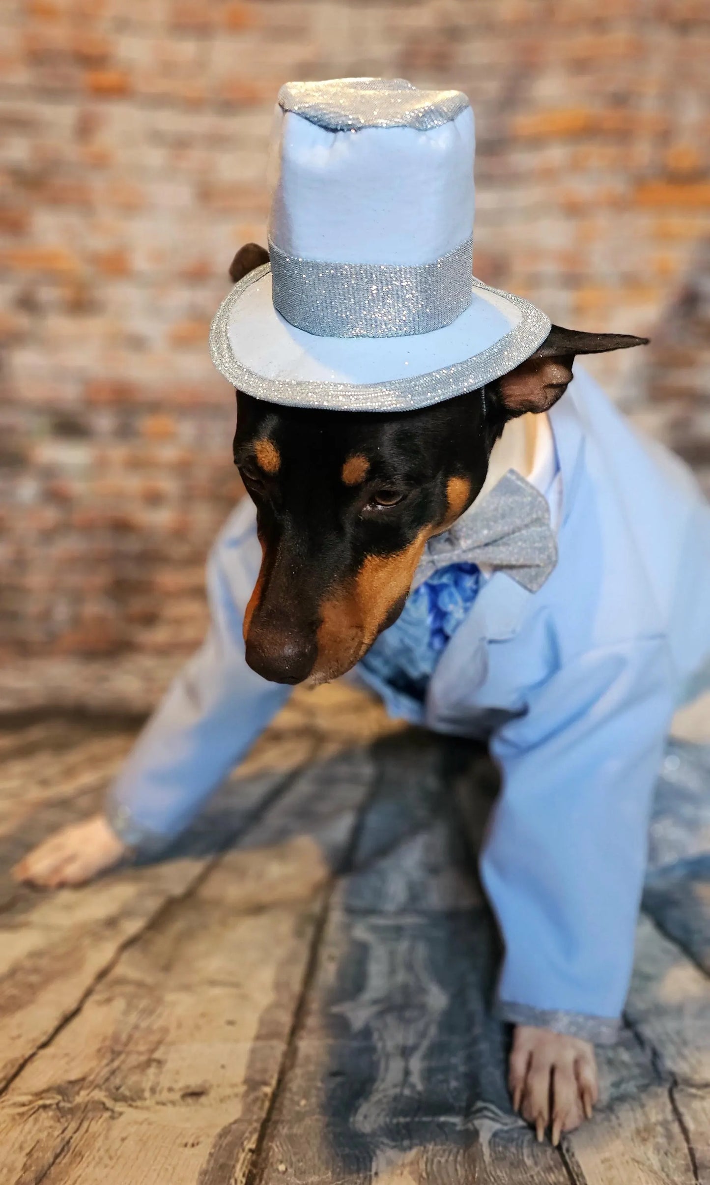 - Dumb and Dumber pet suits, Harry and Llyod pet costume, dumb and dumber glitter dog costume, dumb and dumber cat costume, pet suit