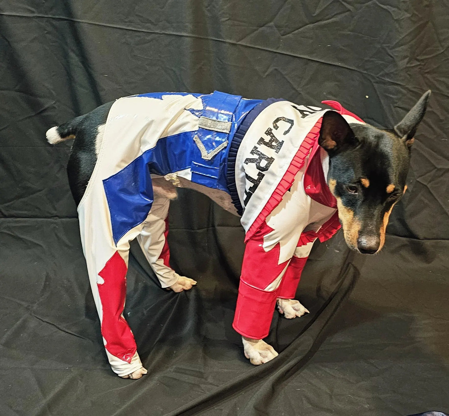 -  Beyonce pet costume, Beyounce dog costume, Cowboy carter pet costume