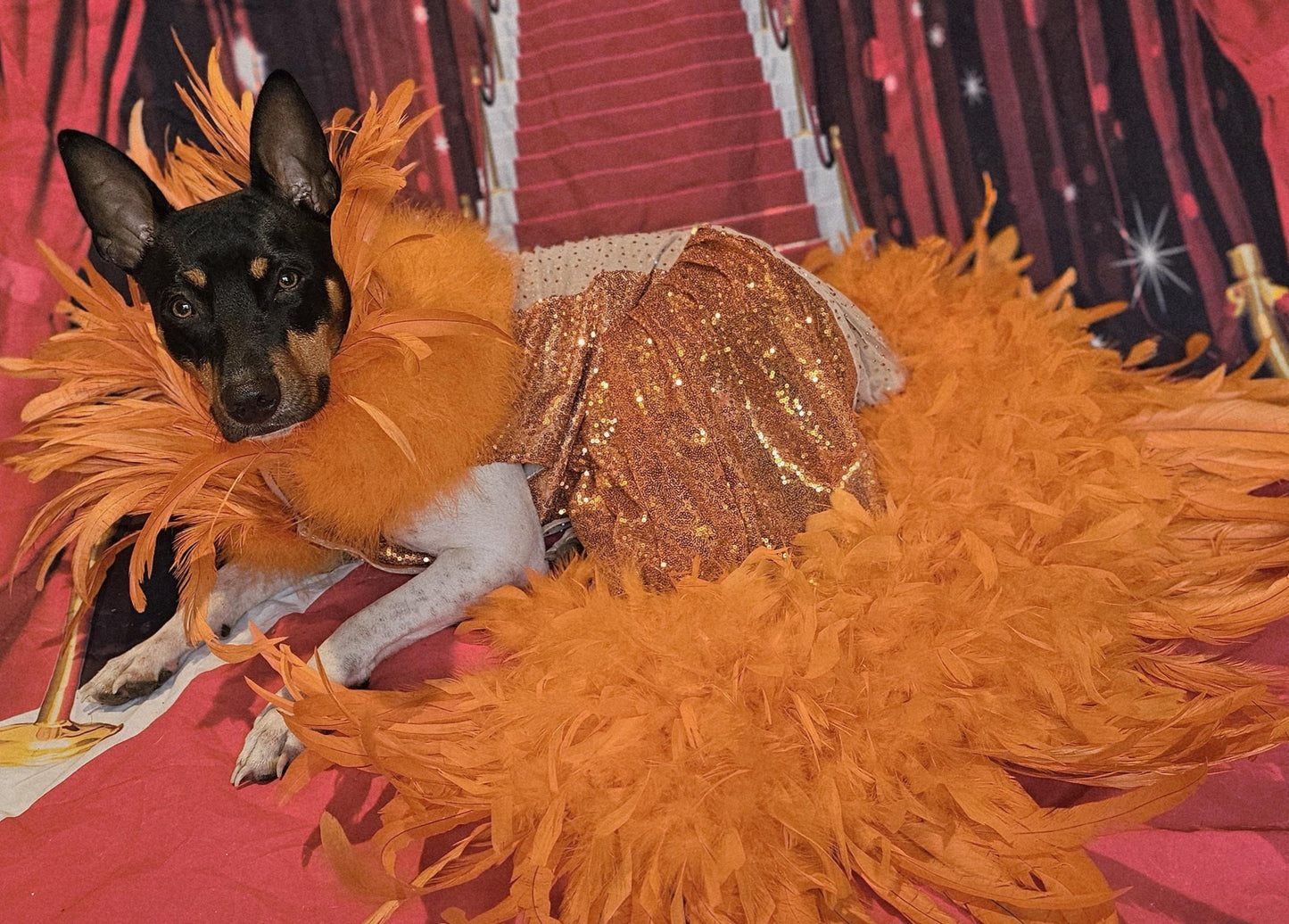 - Kendall Jenner Pet Costume, Mutt gala pet costume, orange feather pet dress, orange feather dog dress, mutt gala dog dress, red carpet pet
