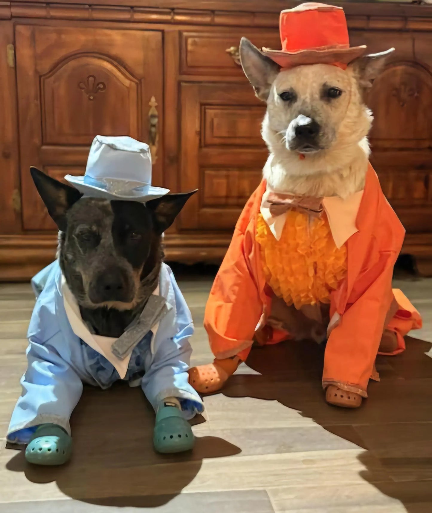 - Dumb and Dumber pet suits, Harry and Llyod pet costume, dumb and dumber glitter dog costume, dumb and dumber cat costume, pet suit