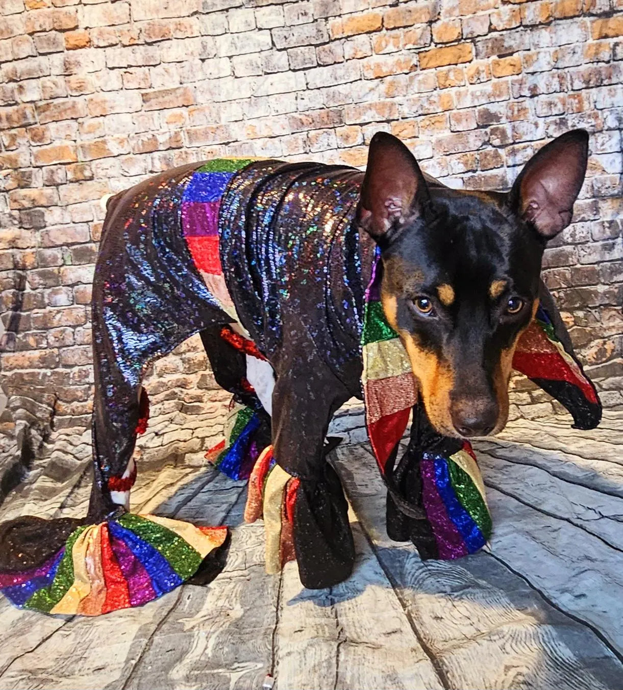 Glitter rainbow pride pet body suit, rainbow pet body suit, gay pride pet body suit, pride dog body suit, pride cat body suit, pride pet clothes