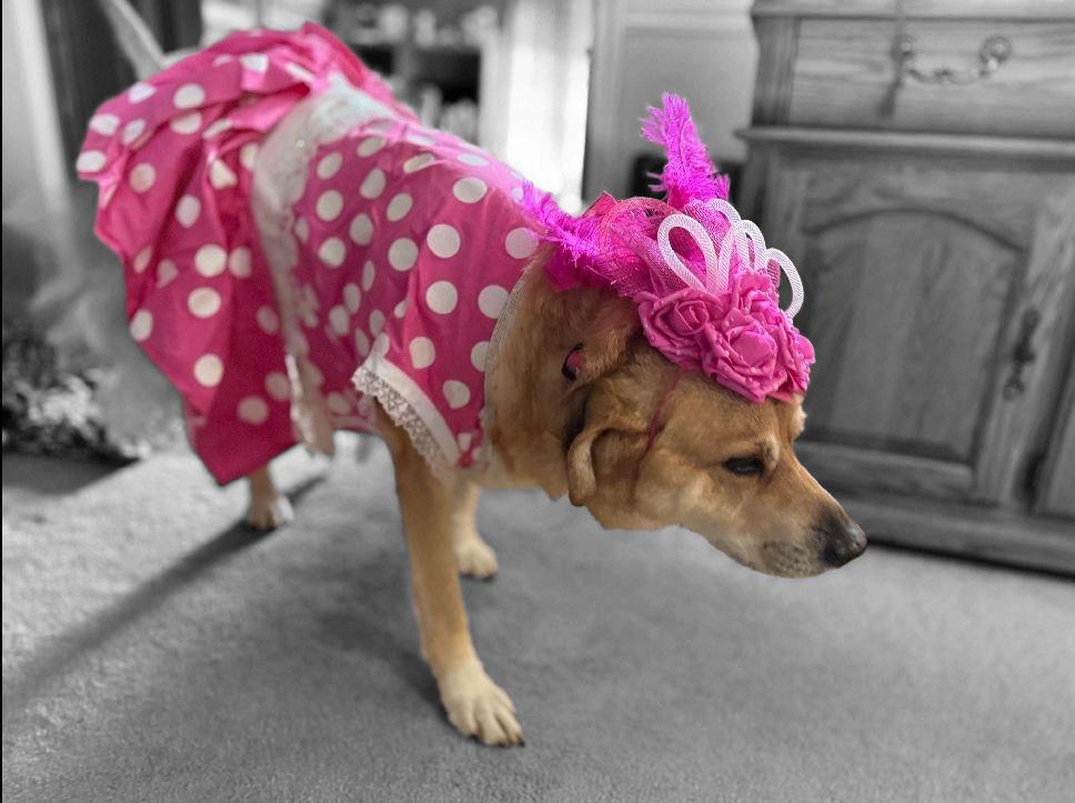 Polka dot pet dress, Kentucky derby pet dress and hat, Kentucky derby dog dress and hat, derby pet polka dot costume, polka dot cat dress