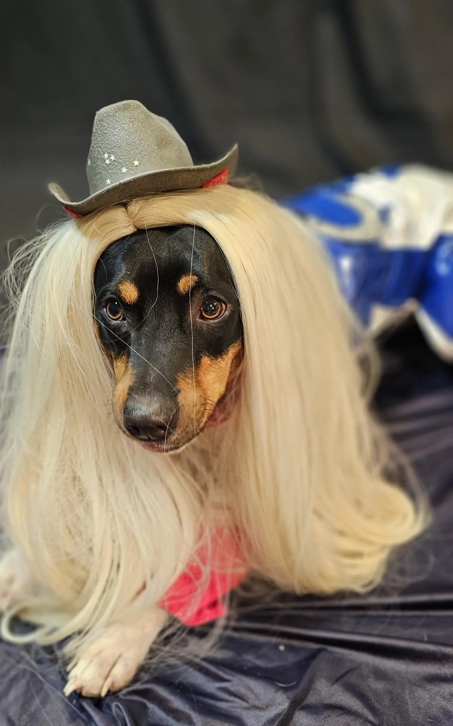 -  Beyonce pet costume, Beyounce dog costume, Cowboy carter pet costume