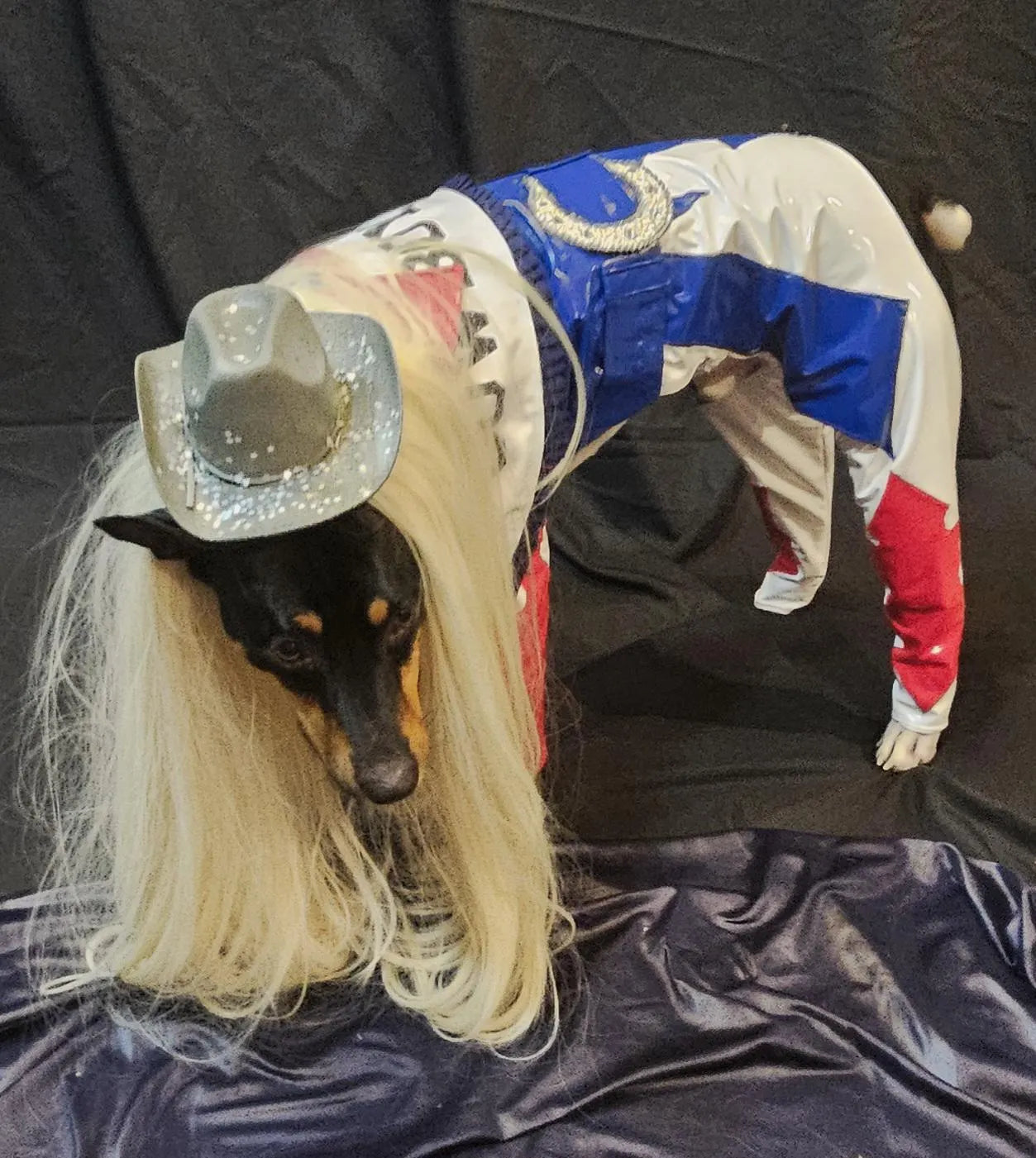 -  Beyonce pet costume, Beyounce dog costume, Cowboy carter pet costume