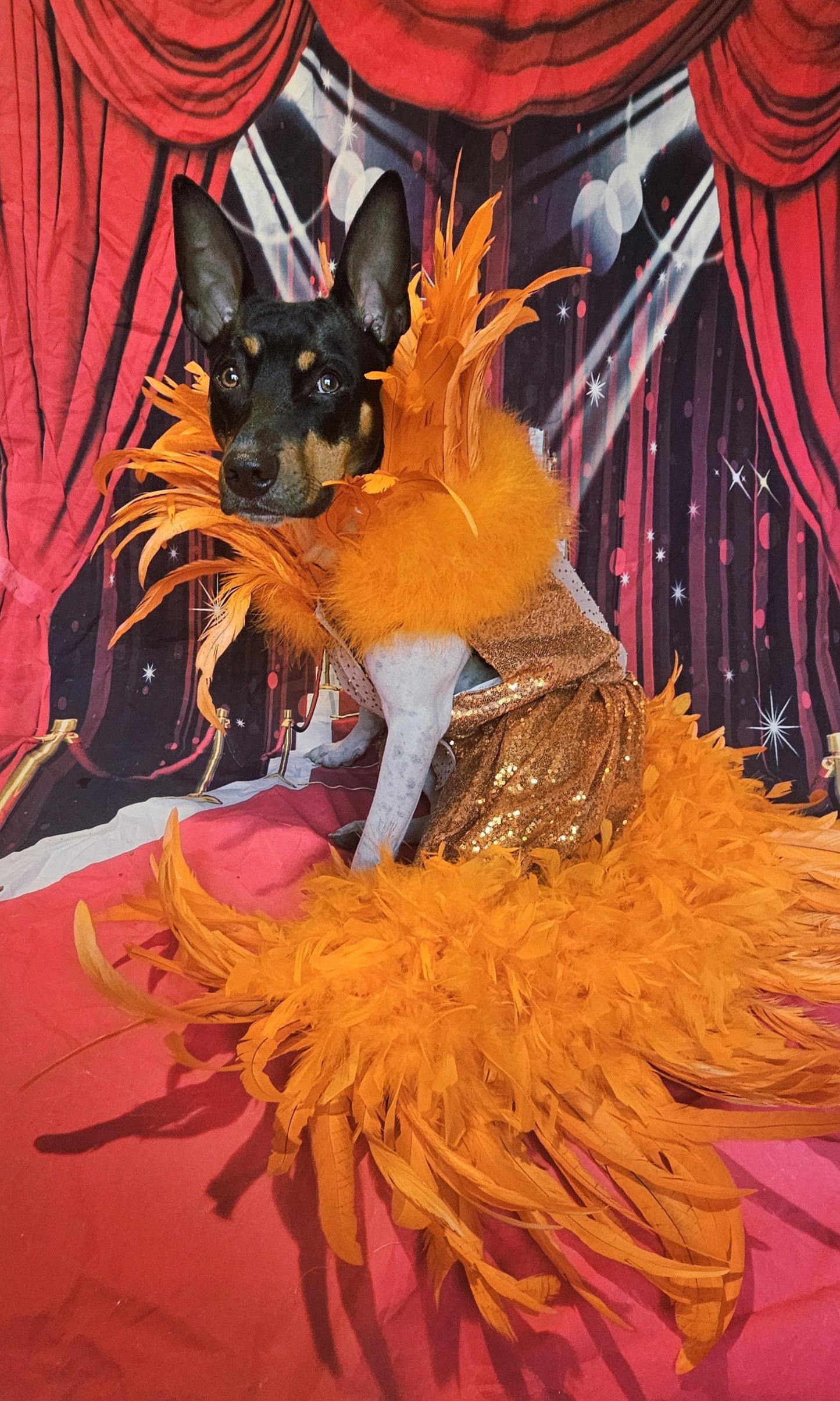 - Kendall Jenner Pet Costume, Mutt gala pet costume, orange feather pet dress, orange feather dog dress, mutt gala dog dress, red carpet pet
