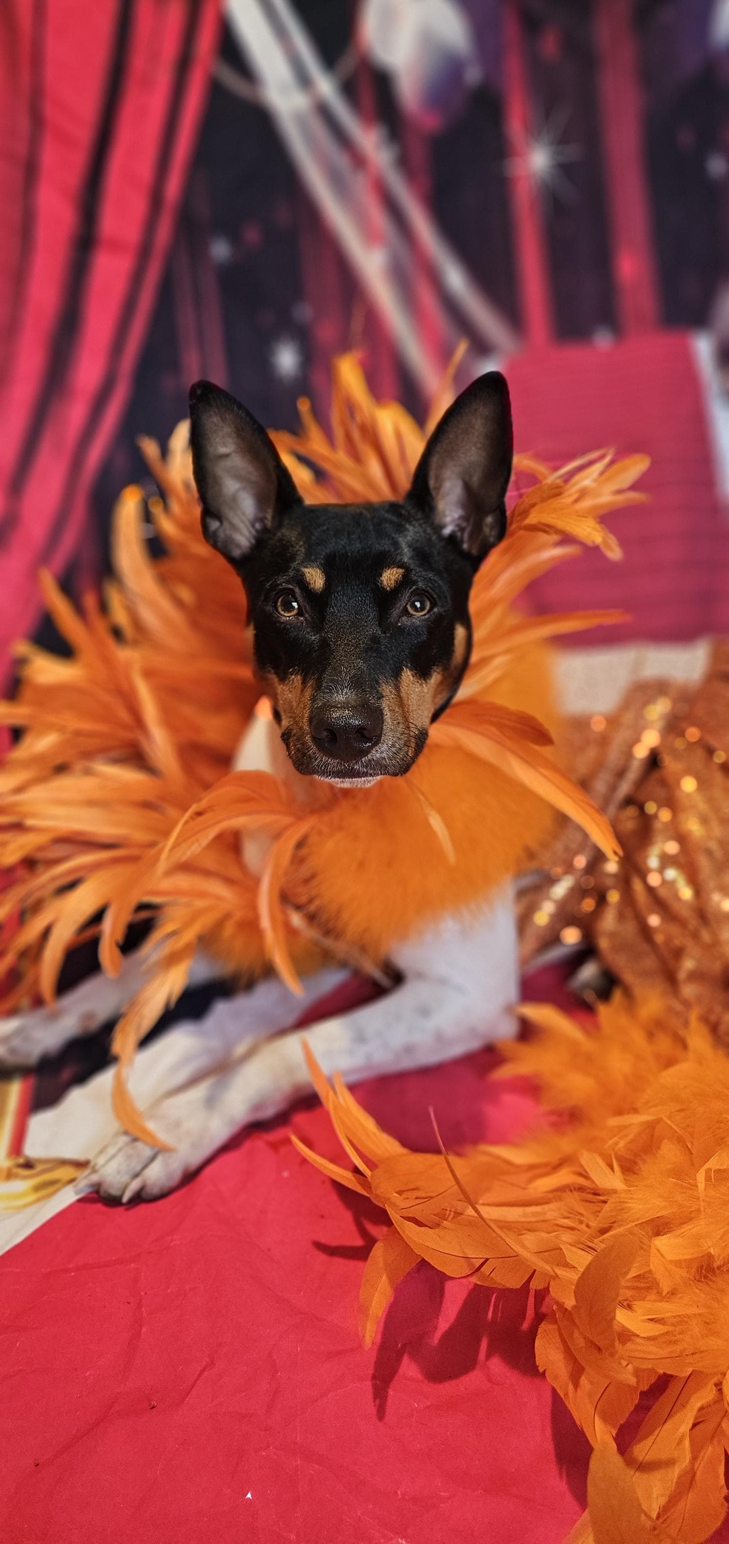 - Kendall Jenner Pet Costume, Mutt gala pet costume, orange feather pet dress, orange feather dog dress, mutt gala dog dress, red carpet pet