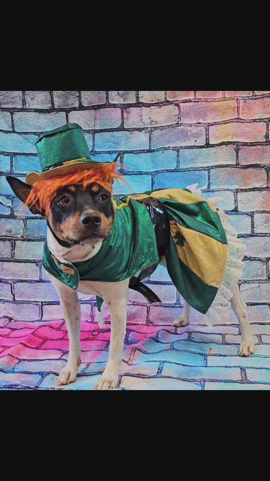 Leprechaun St. Patrick's Day pet costume, Leprechaun pet dress