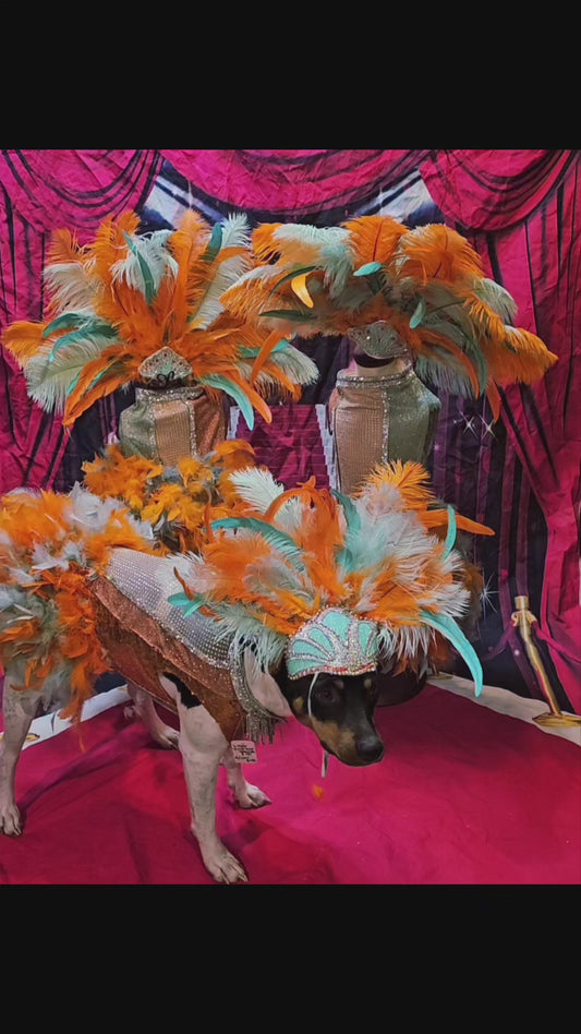 Showgirl pet costume, Life of showpet costume