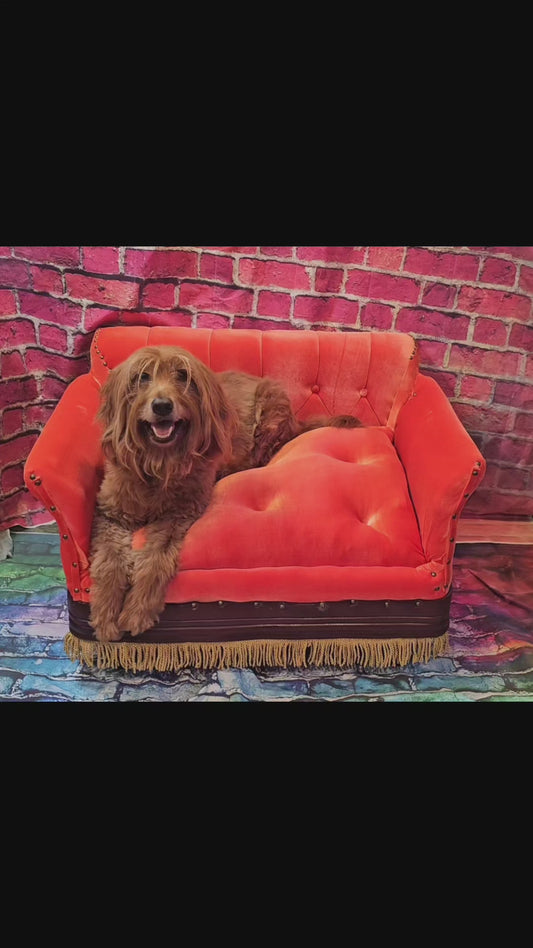Friends Orange Pet Sofa, Central Perk Pet Sofa, Friends dog couch