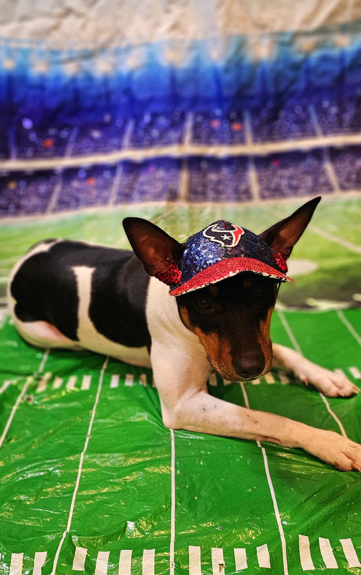 Pet sequin hat, pet nfl sequin hat, embroidered logo pet hat, dog nfl team hat, dog sequin hat, nfl team dog hat, nfl team cat hat, pet hats