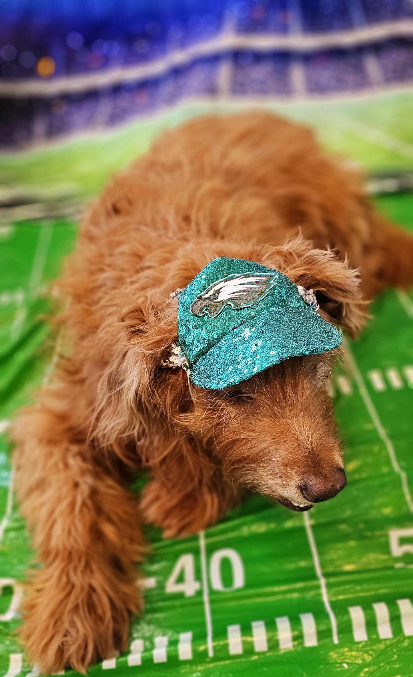 Pet sequin hat, pet nfl sequin hat, embroidered logo pet hat, dog nfl team hat, dog sequin hat, nfl team dog hat, nfl team cat hat, pet hats