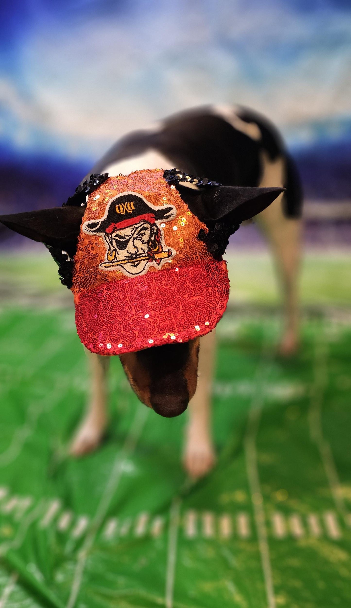 Pet sequin hat, pet nfl sequin hat, embroidered logo pet hat, dog nfl team hat, dog sequin hat, nfl team dog hat, nfl team cat hat, pet hats