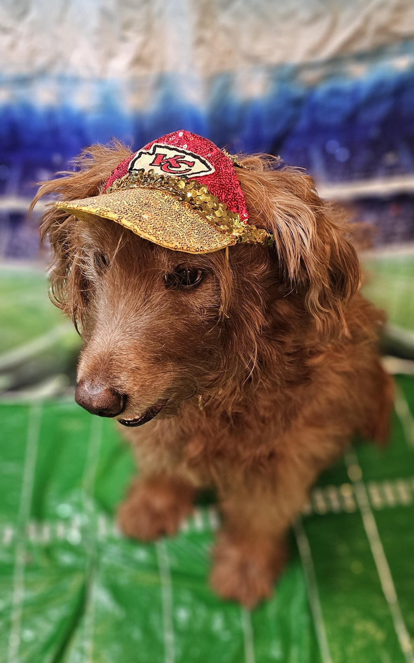 Pet sequin hat, pet nfl sequin hat, embroidered logo pet hat, dog nfl team hat, dog sequin hat, nfl team dog hat, nfl team cat hat, pet hats